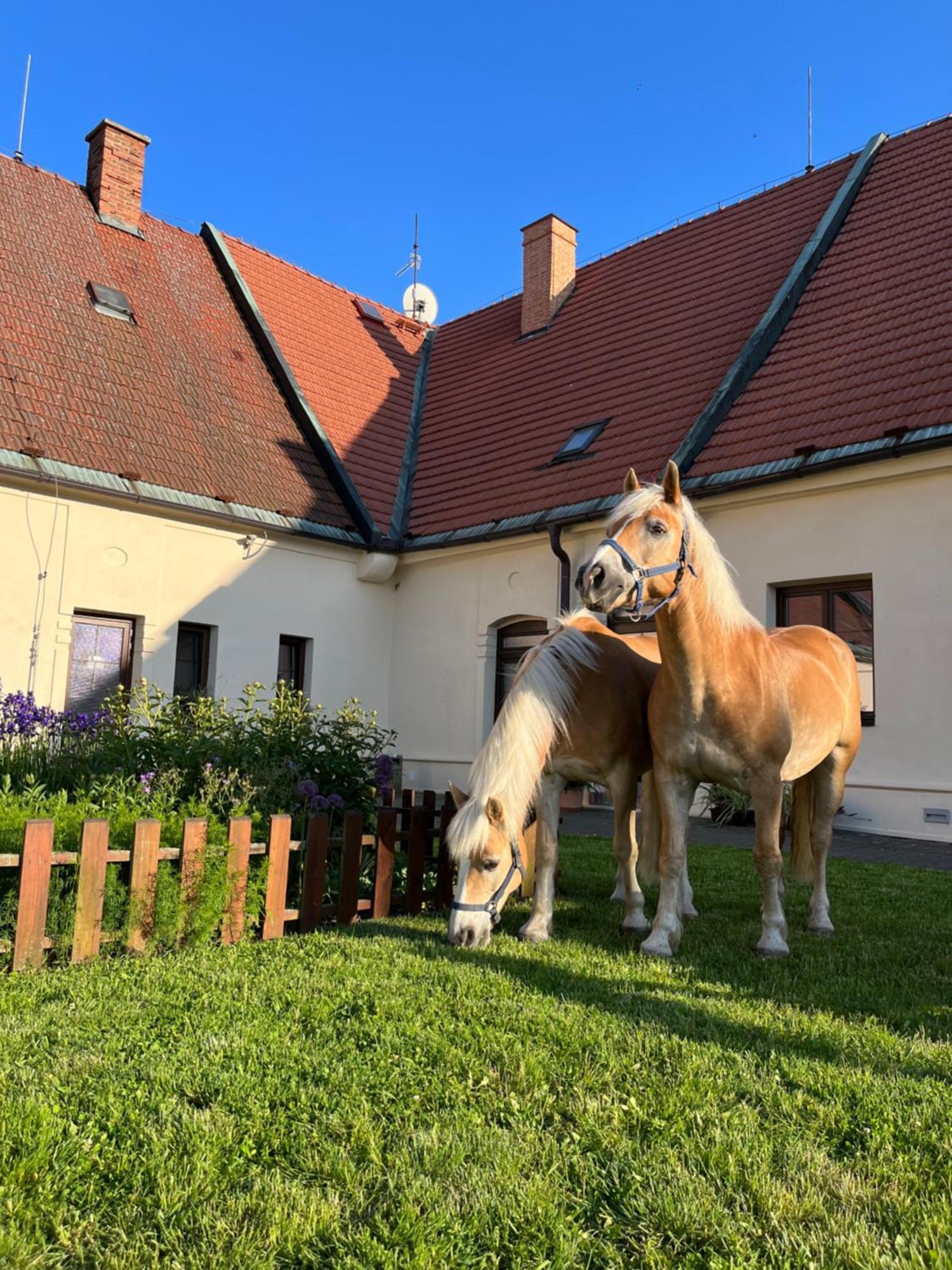 Hotel Dvůr Nové Zámky Mladec Exterior foto